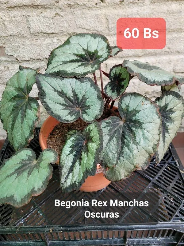 Begonia Ala de Murcielago en Cochabamba