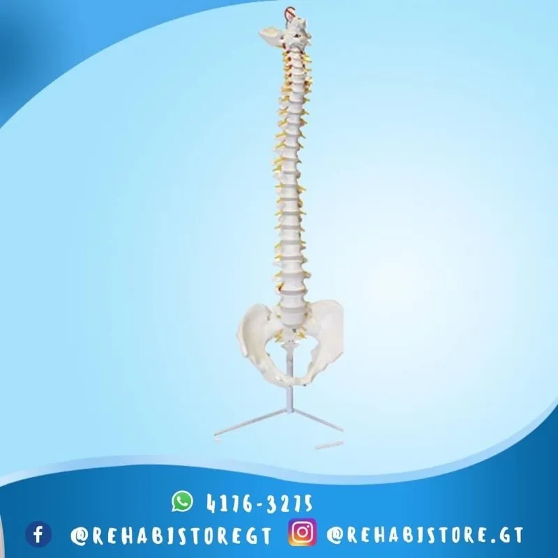 Modelo anatómico columna vertebral 