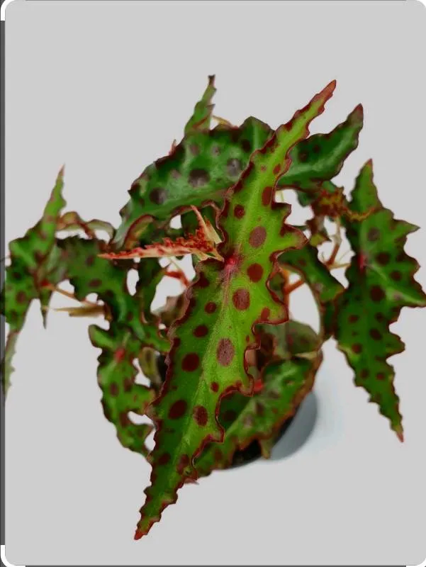 Begonia Amphioxus 