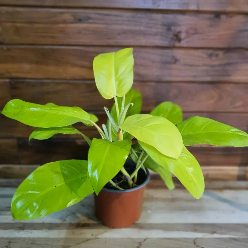 PHILODENDRON LIMÓN LIME M15