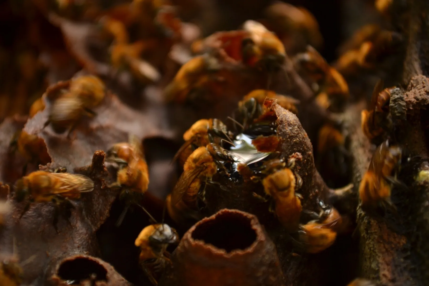 Miel de abeja boca de sapo (Melipona sp.) [Antioquía] (120 g)