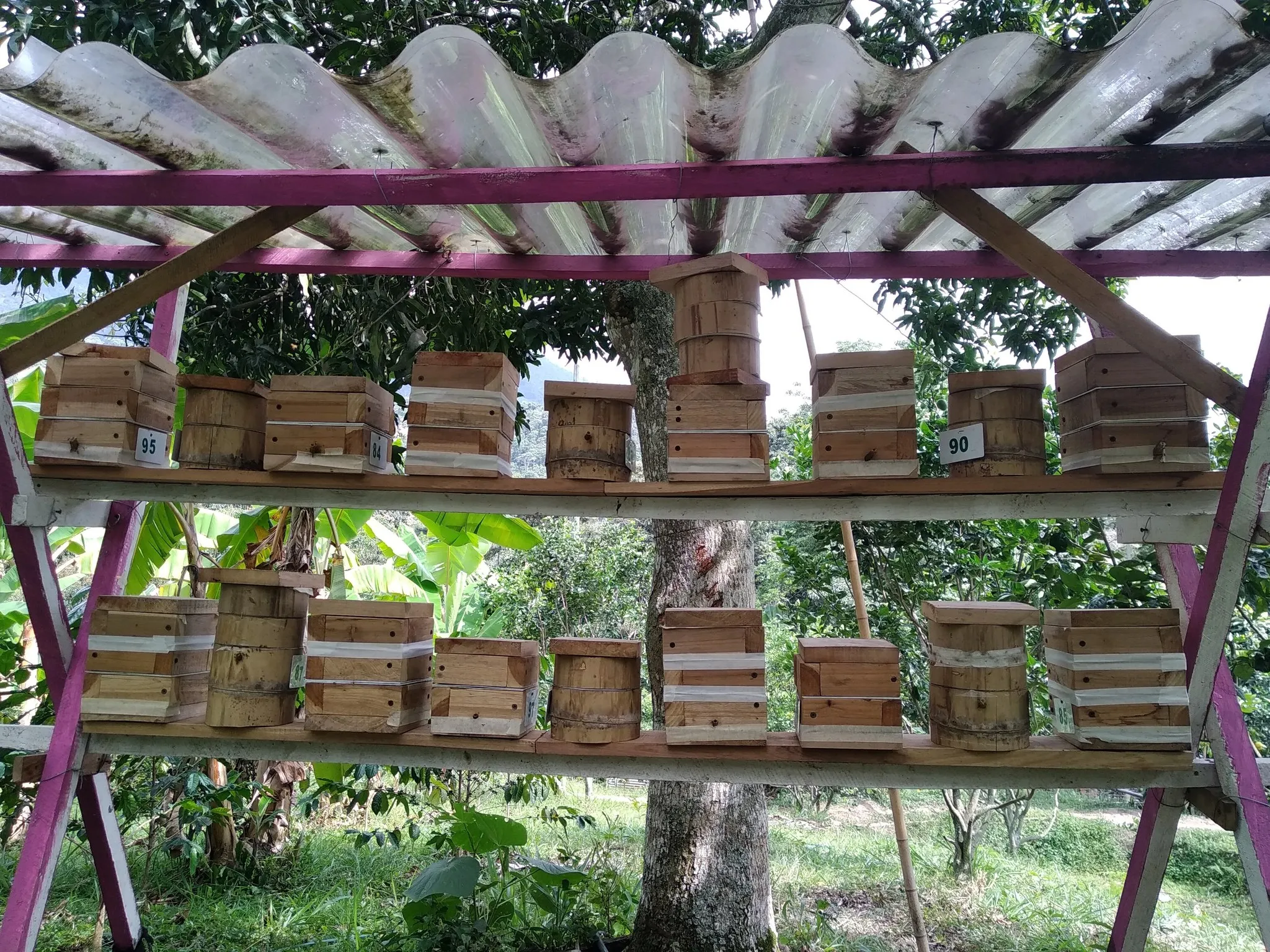Proyecto de meliponicultura responsable (8 colmenas)
