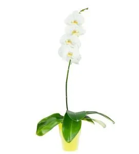 Orquideas Blanca P12