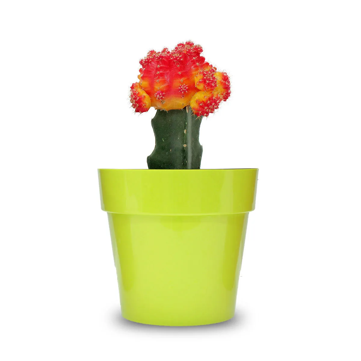 Cactus Coreano