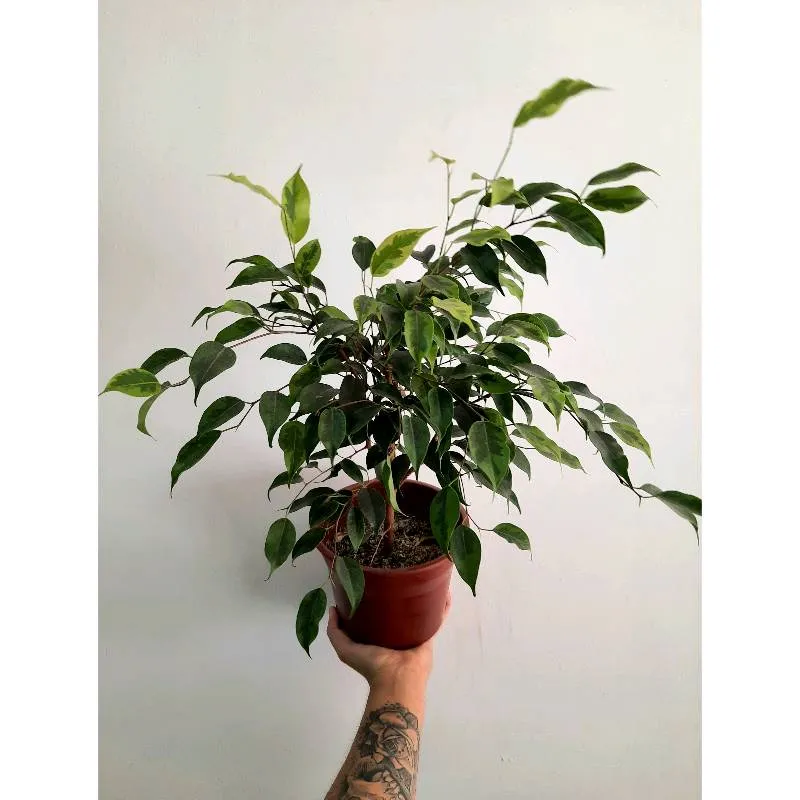 Ficus limón (variegado verde)