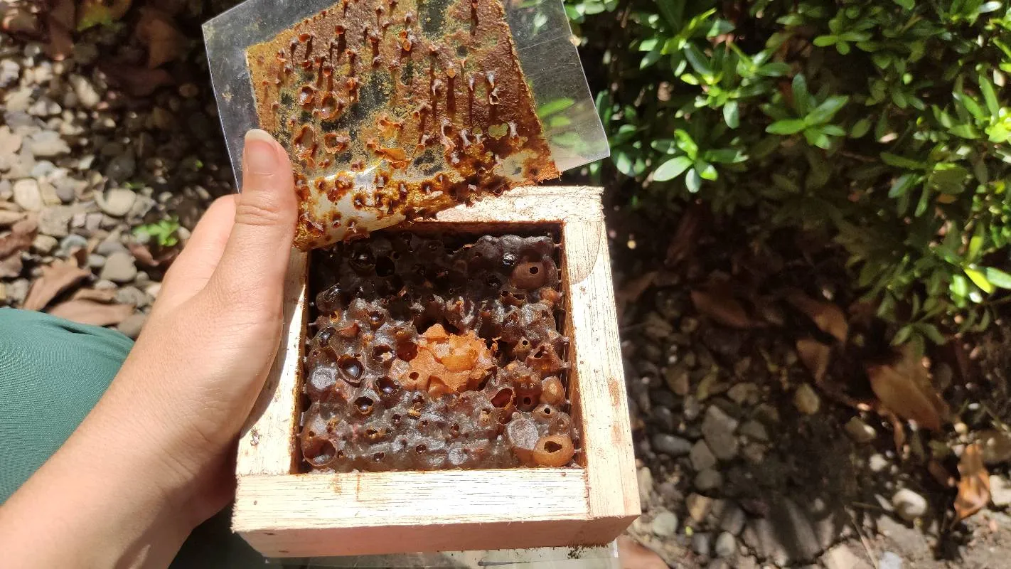 Asesoría en manejo de abejas