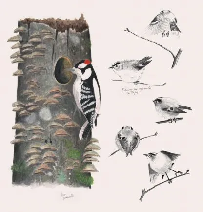 goldfinch, quail, macaw