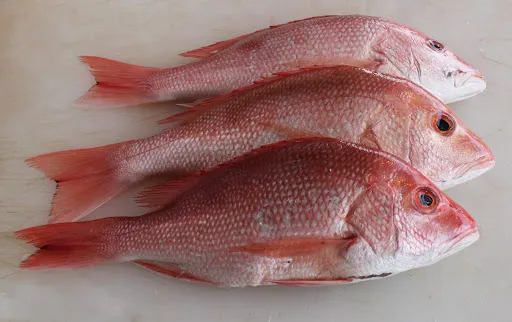 goldfish, barracouta, tench