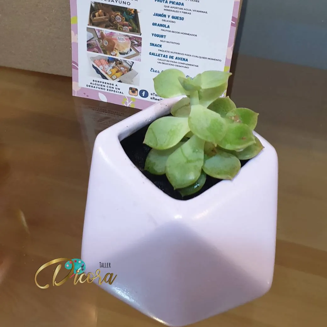 Granny_Smith, pot, toaster