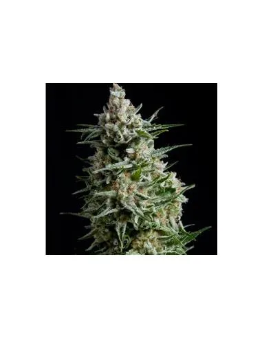 ANESTHESIA 90% INDICA - PYRAMID SEEDS