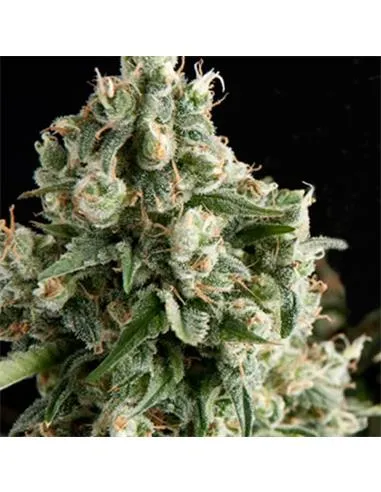 LENNON SATIVA 80% SATIVA - PYRAMID SEEDS