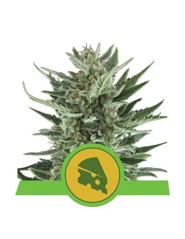 SEMILLA ROYAL CHEESE FAST 60% INDICA -  ROYAL QUEEN SEEDS