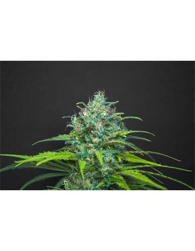 MADRID NIGHT HAZE X3 - SPANISH PASSION SEEDS