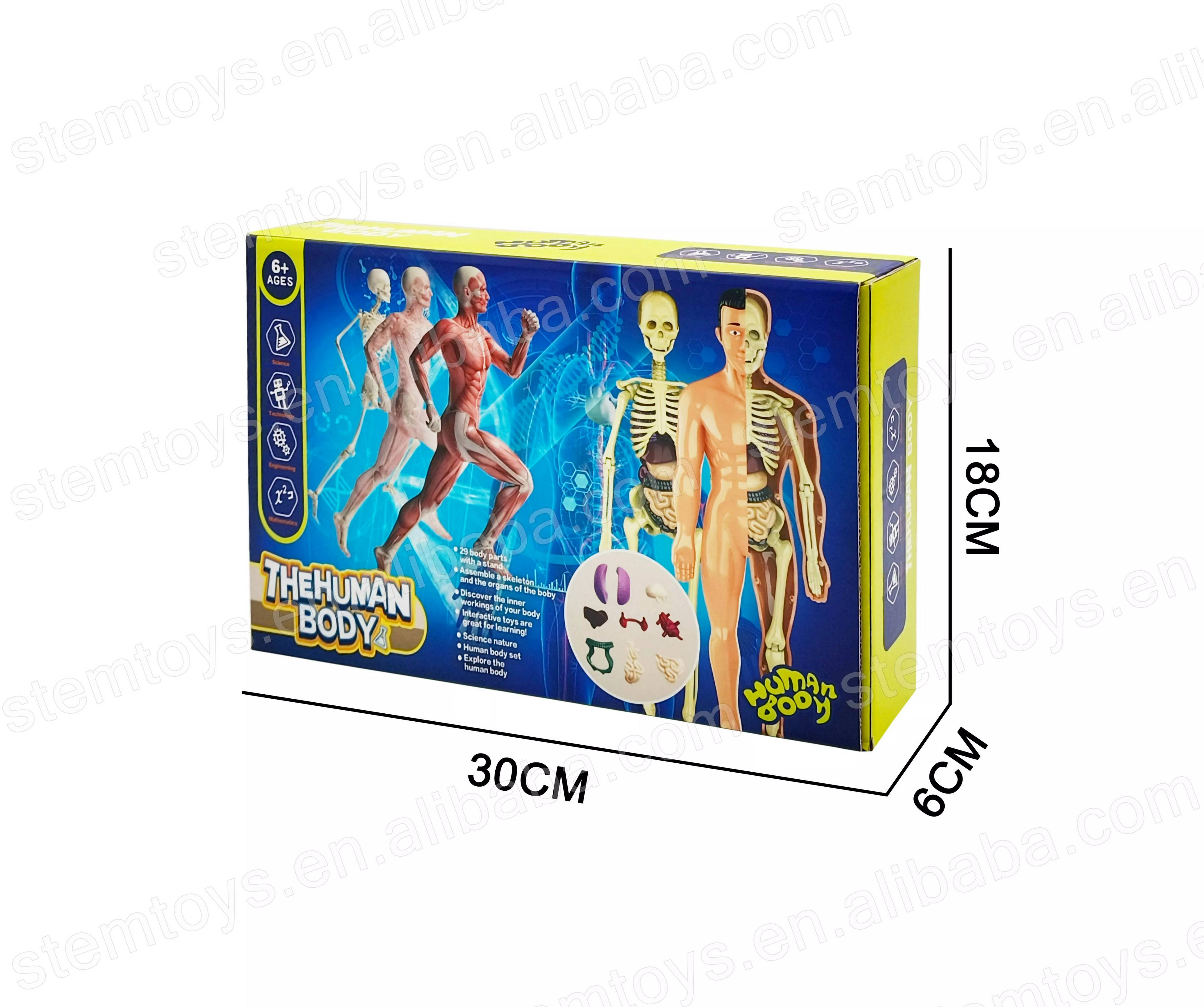 Set Cuerpo humano STEM