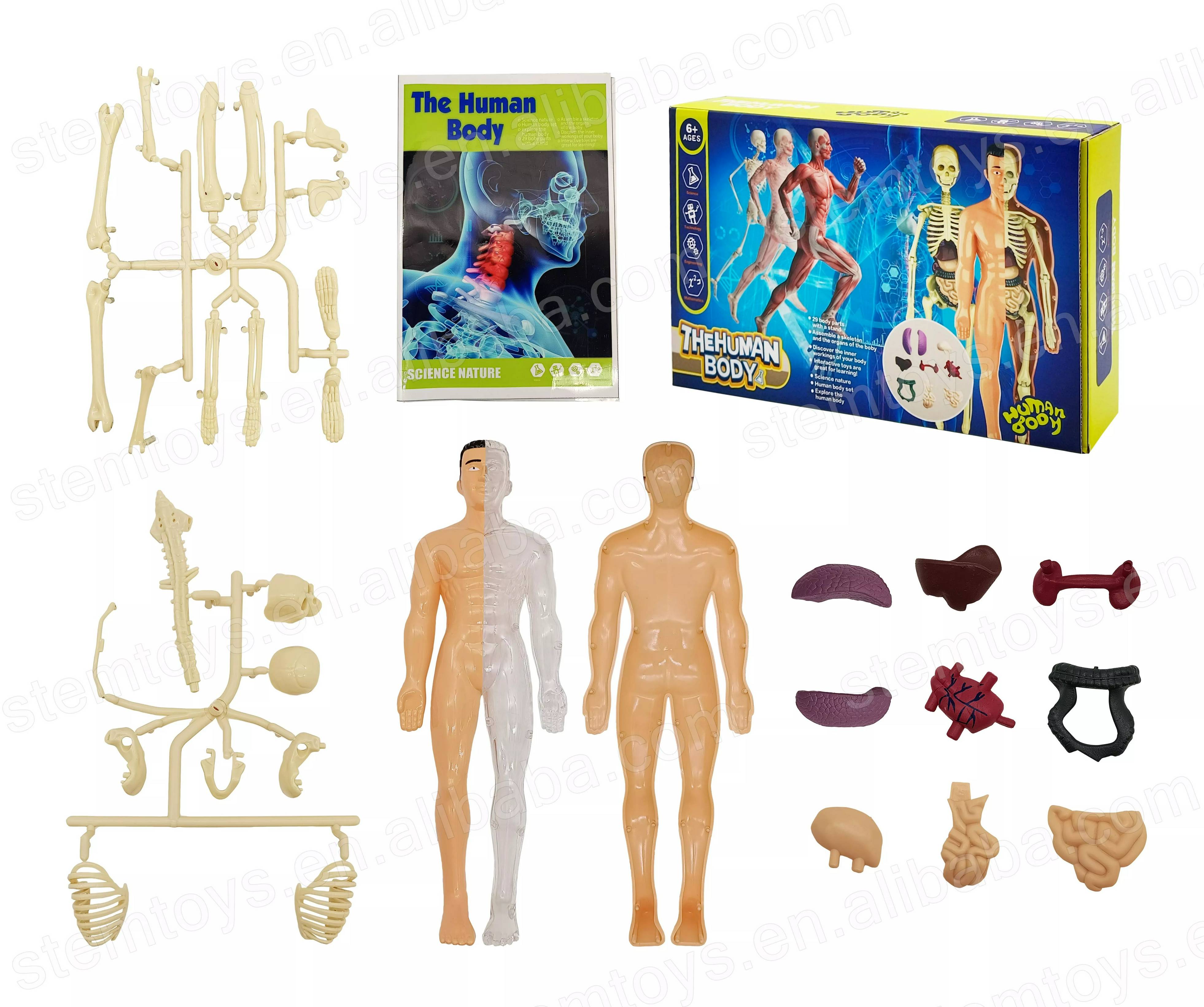 Set Cuerpo humano STEM