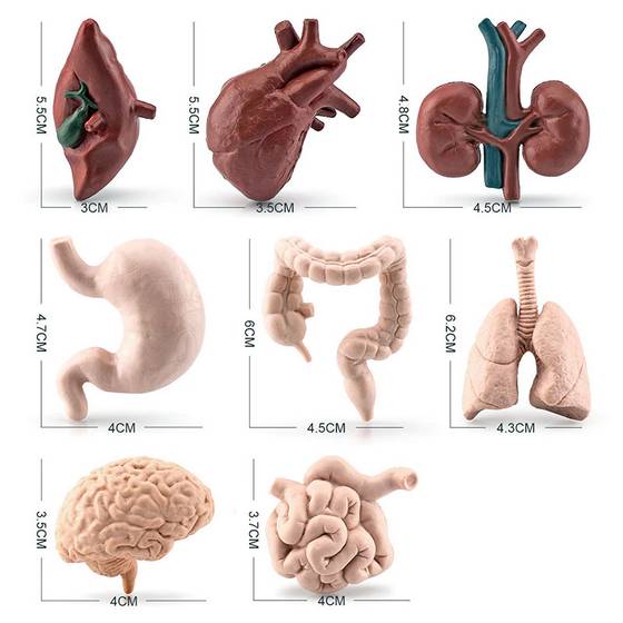 Set Organos cuerpo humano