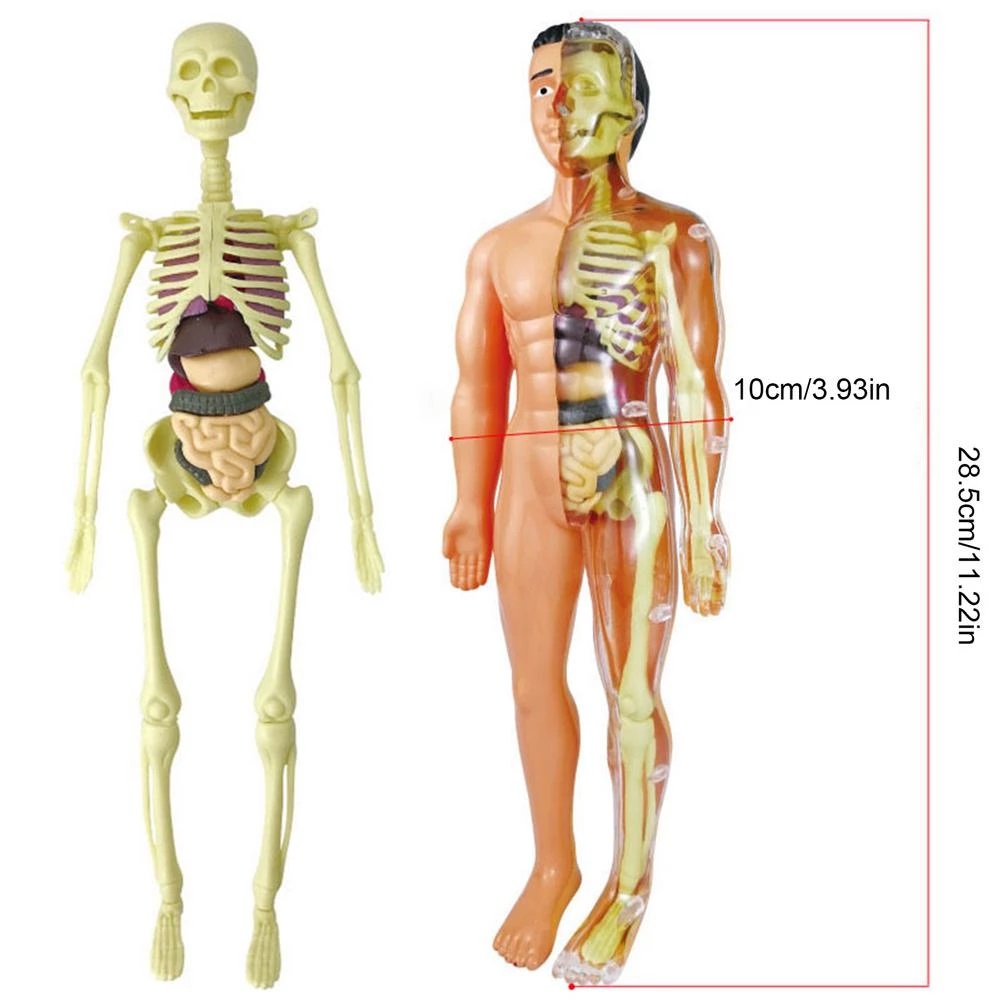 Set Cuerpo humano STEM