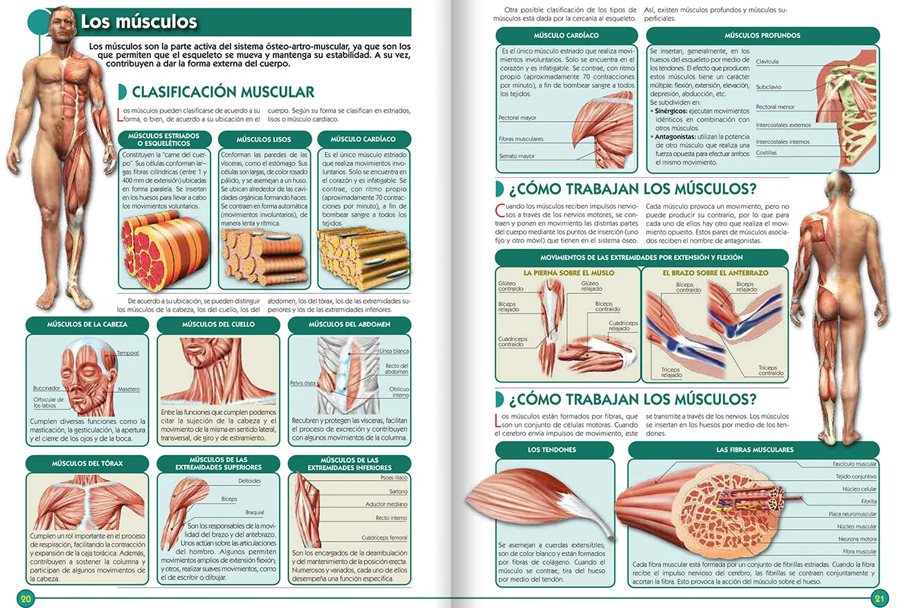 Atlas Visual del Cuerpo Humano