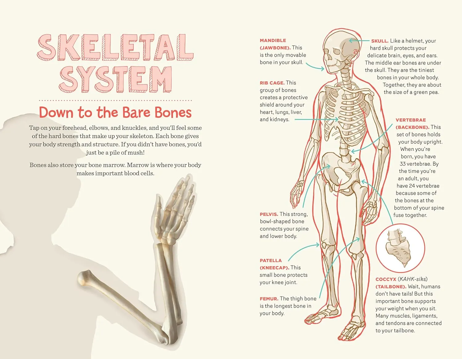 Human Body Learning Lab: Take an Inside Tour of How Your Anatomy Works