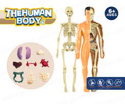 Set Cuerpo humano STEM