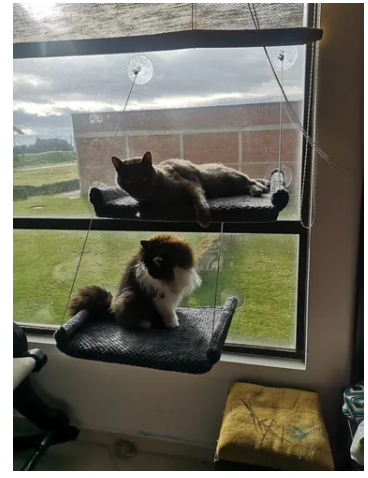 Repisa De Vetana Para Gatos Medianos