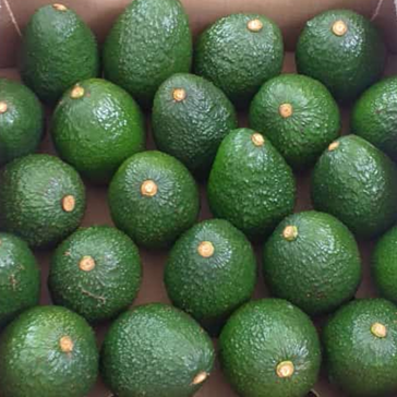 Aguacate Hass de Calidad Premium - Kilo