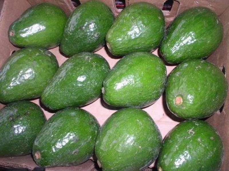 AGUACATE CHOKETTE - KILO