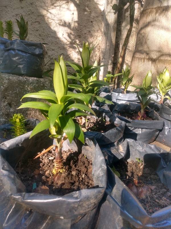 Planta de lilium en Castelar