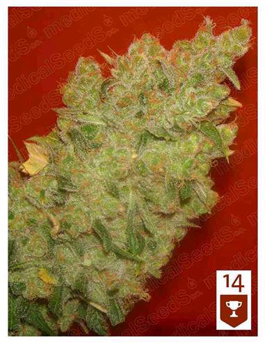 JACK LA MOTA X3-MEDICAL SEEDS 75% SATIVA 