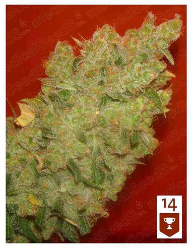 JACK LA MOTA X3-MEDICAL SEEDS