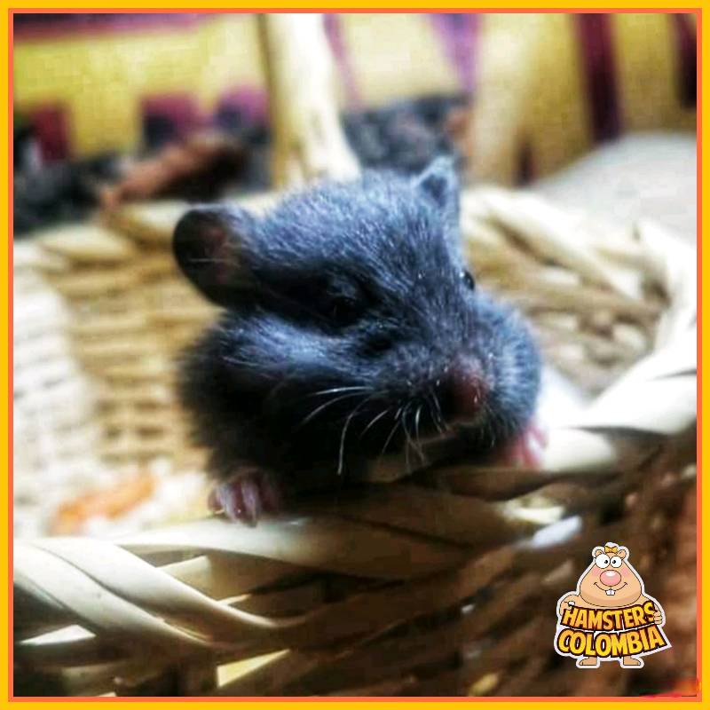 Hamsters de siria