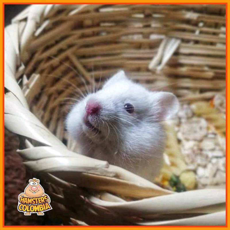 Hamsters de siria