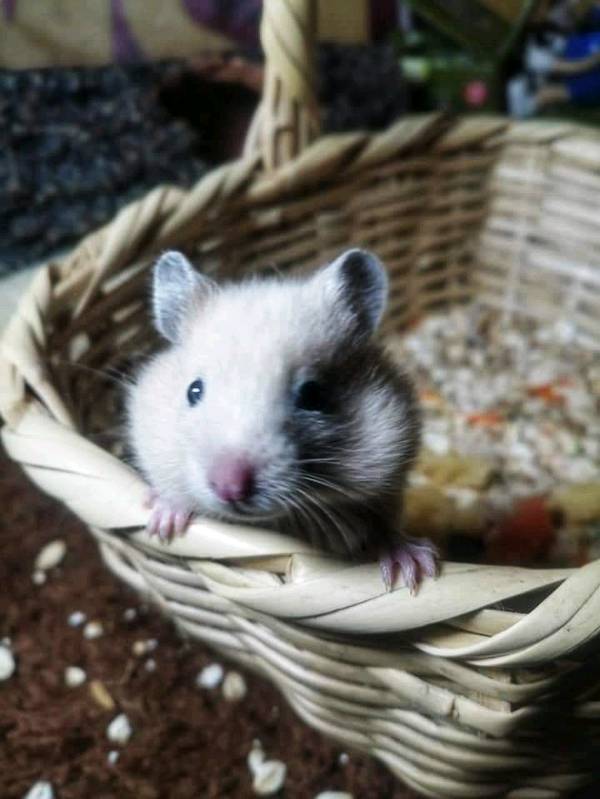 Hamsters de siria