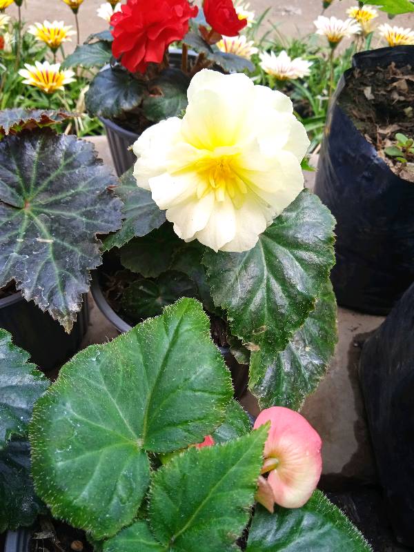 Begonia tuberosa en Quito