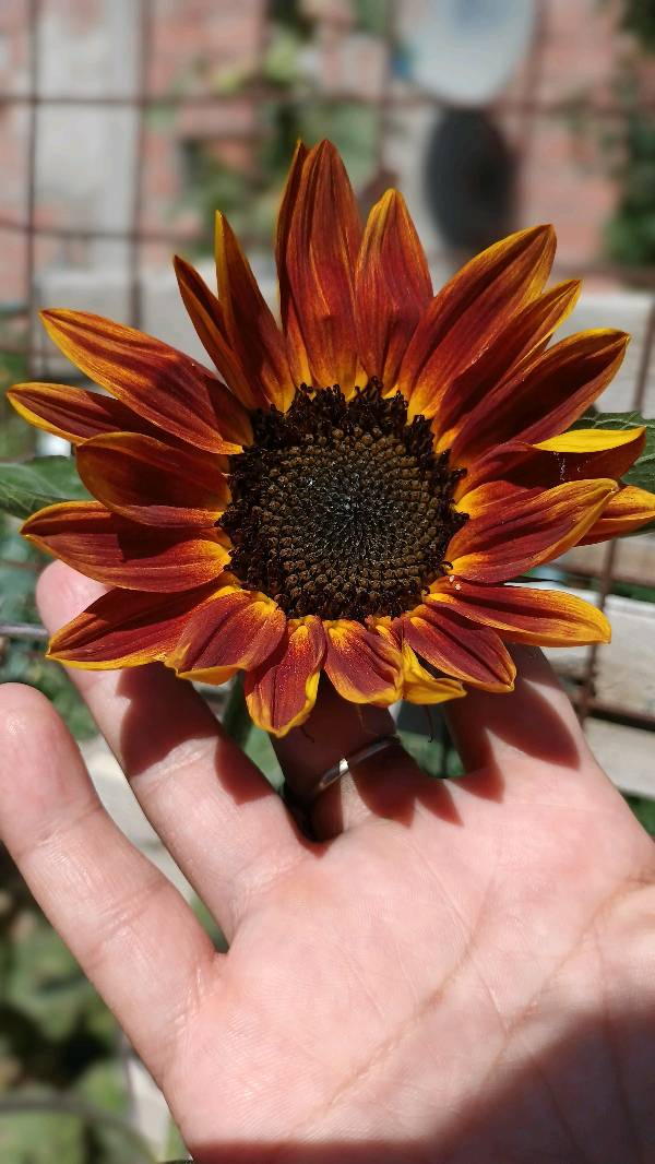 Semillas de girasol rojo en CHUBUT