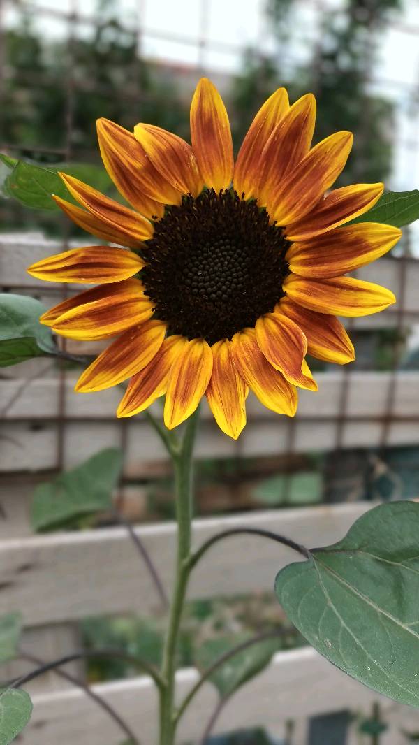 Semillas de girasol rojo en CHUBUT