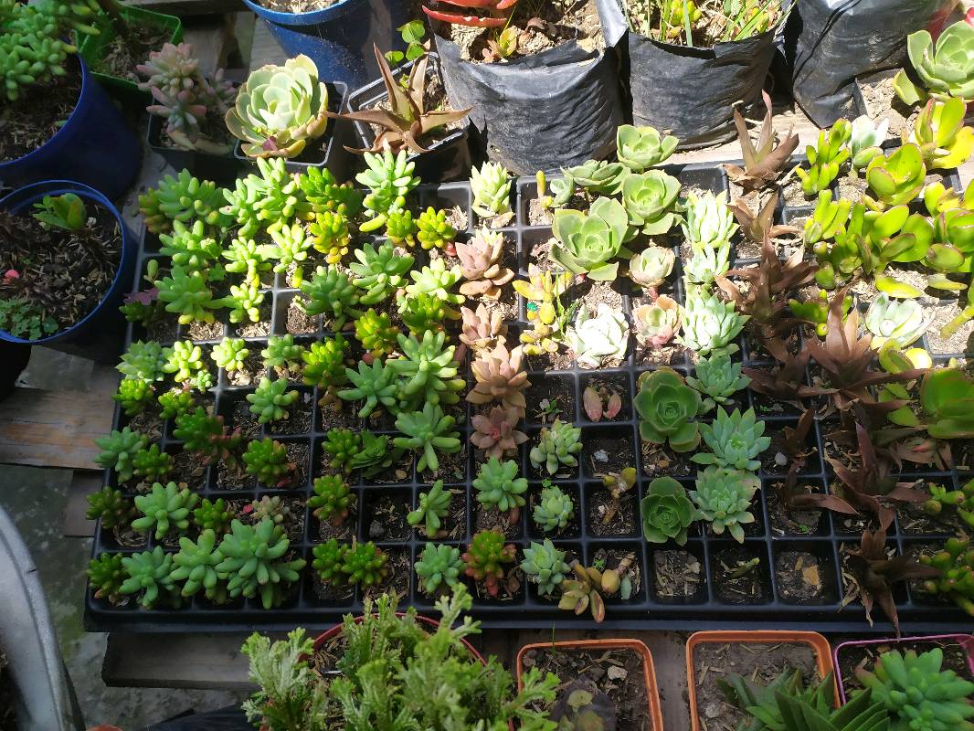 altar, pot, greenhouse