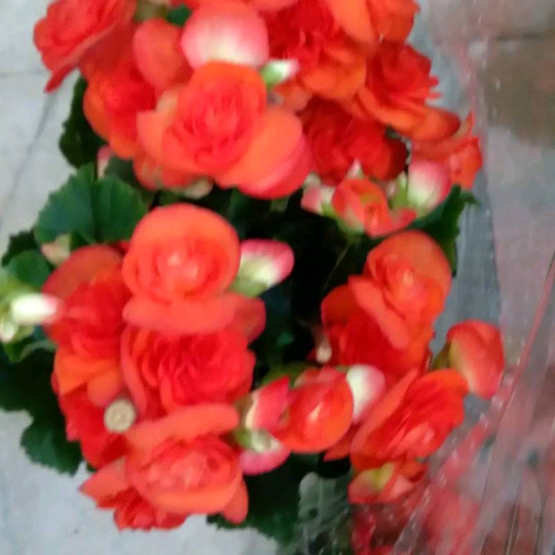 Begonia de la paz en Bahia Blanca