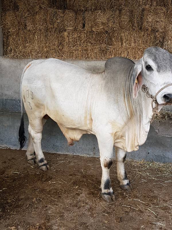 toro brahman blanco