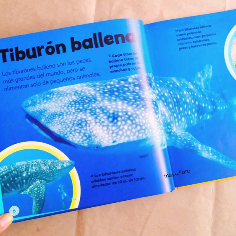 Pequeño libro de tiburones
