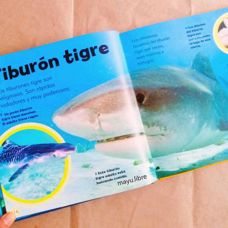 Pequeño libro de tiburones