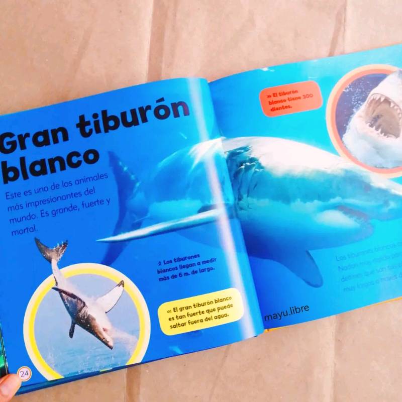 Pequeño libro de tiburones