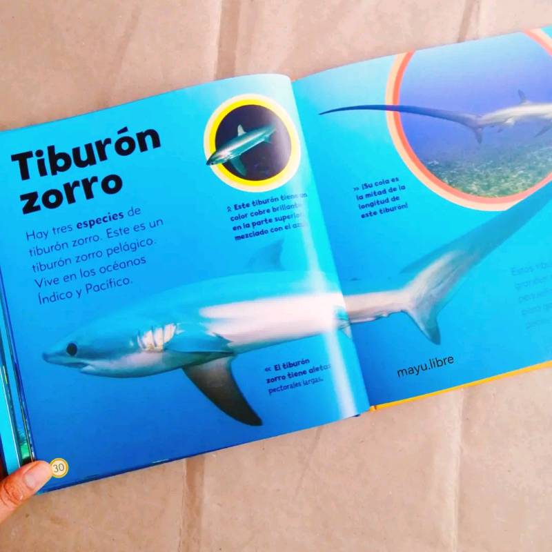 Pequeño libro de tiburones