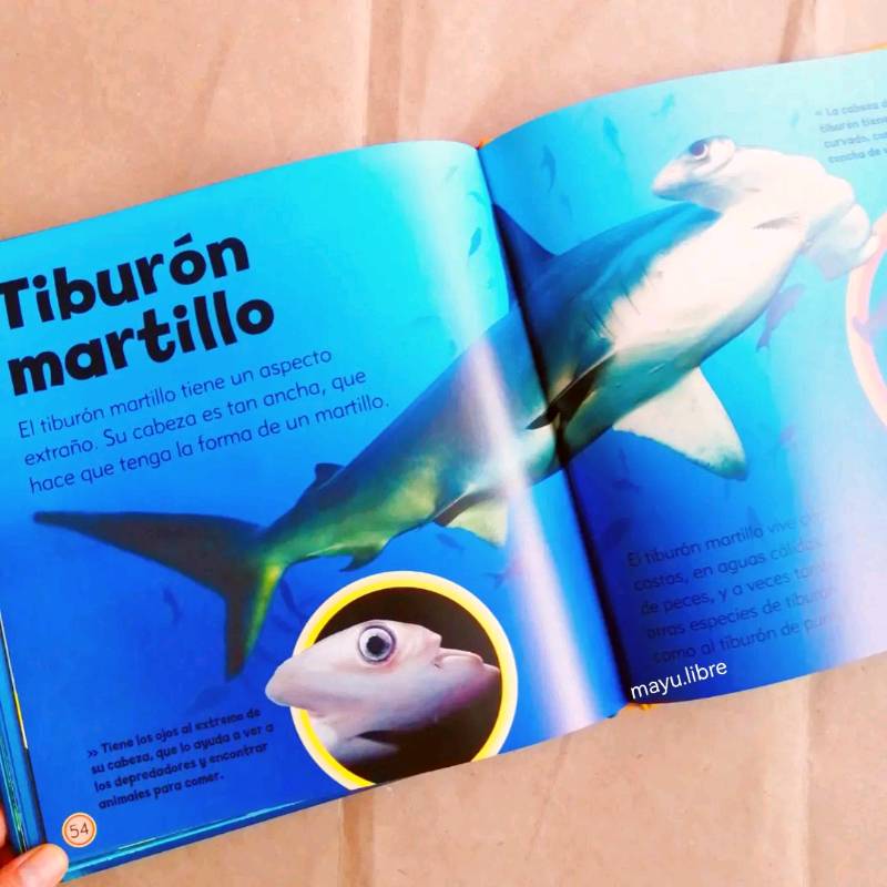 Pequeño libro de tiburones