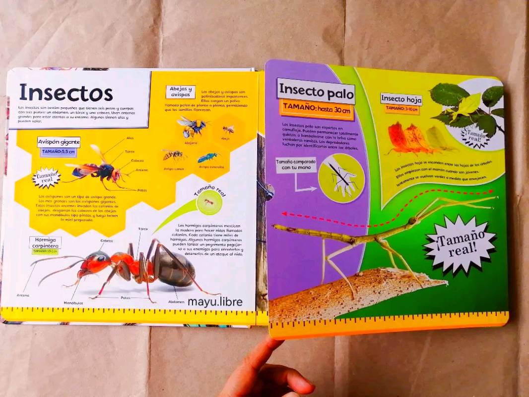 Insectos