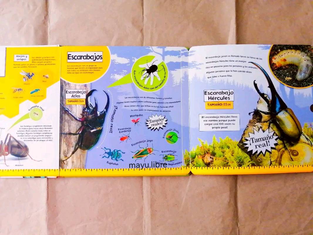 Insectos
