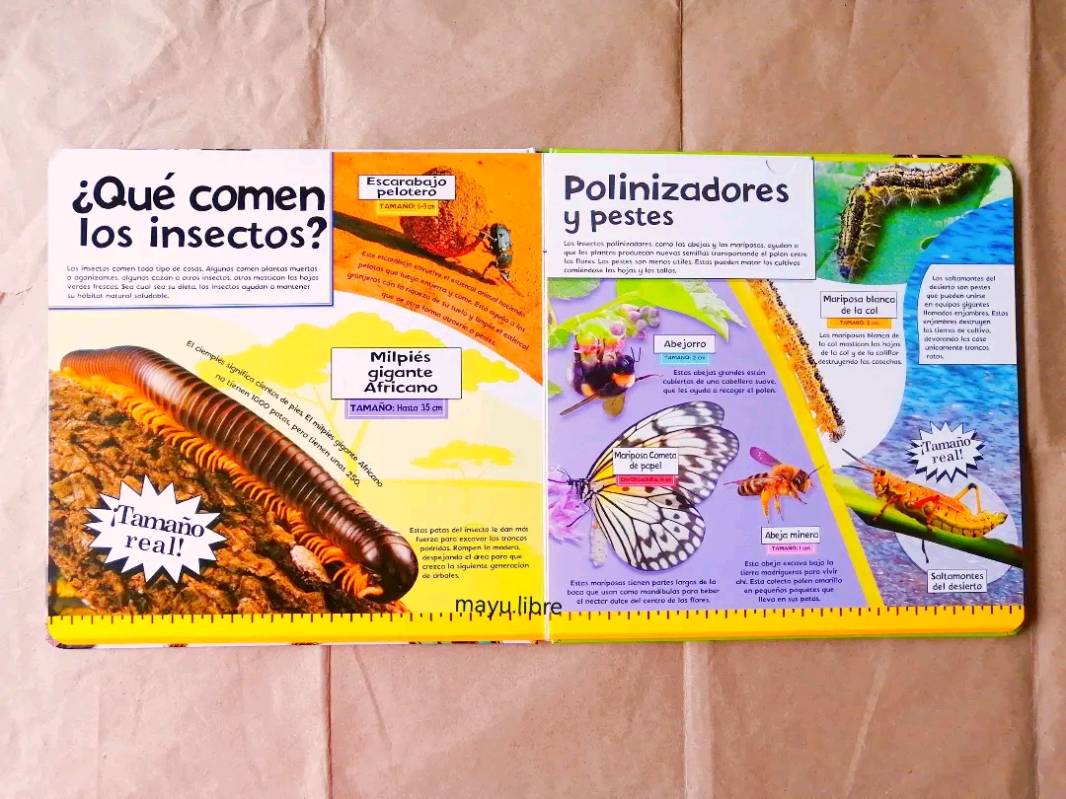 Insectos