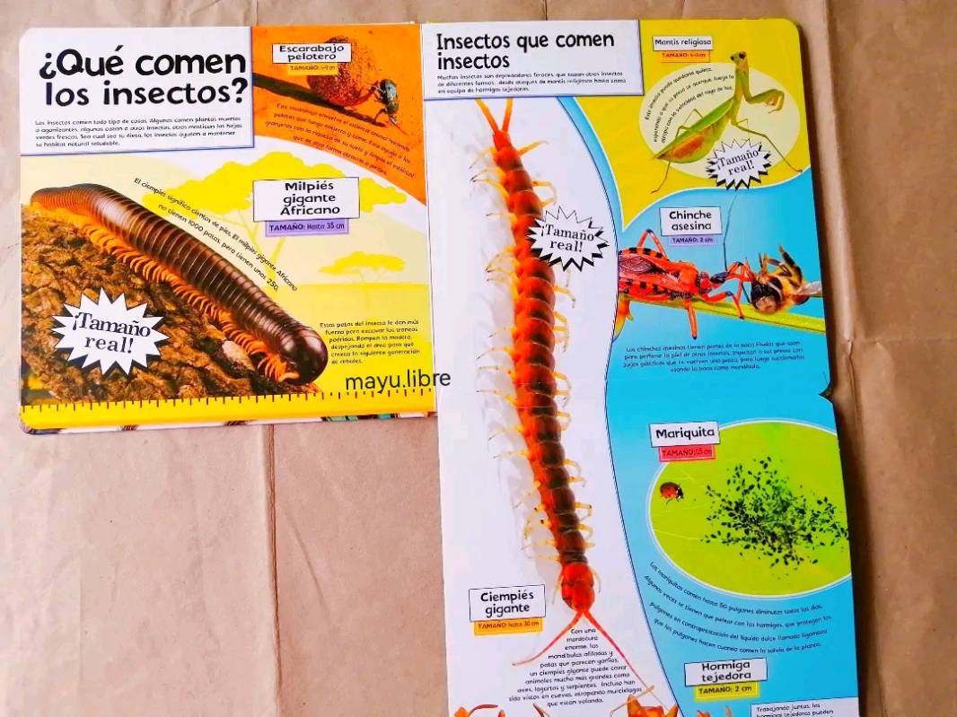 Insectos
