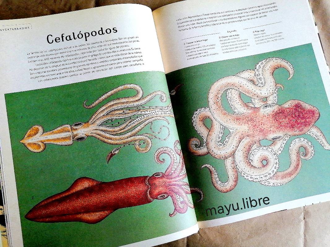 Animalium