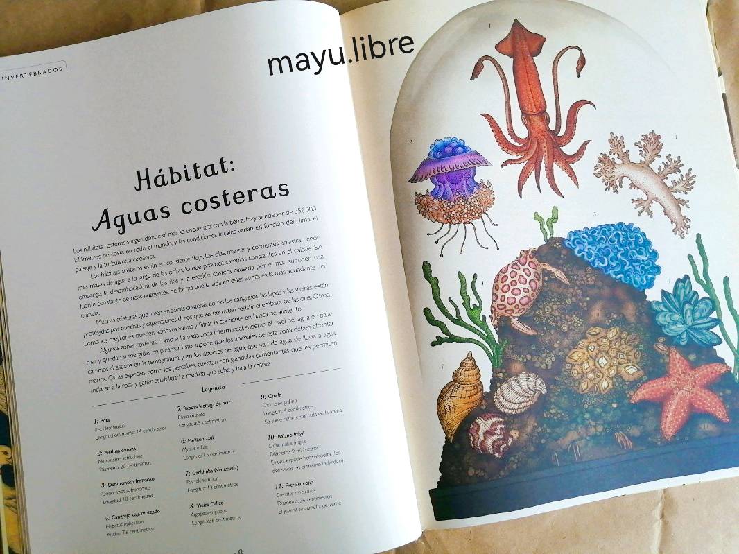 Animalium